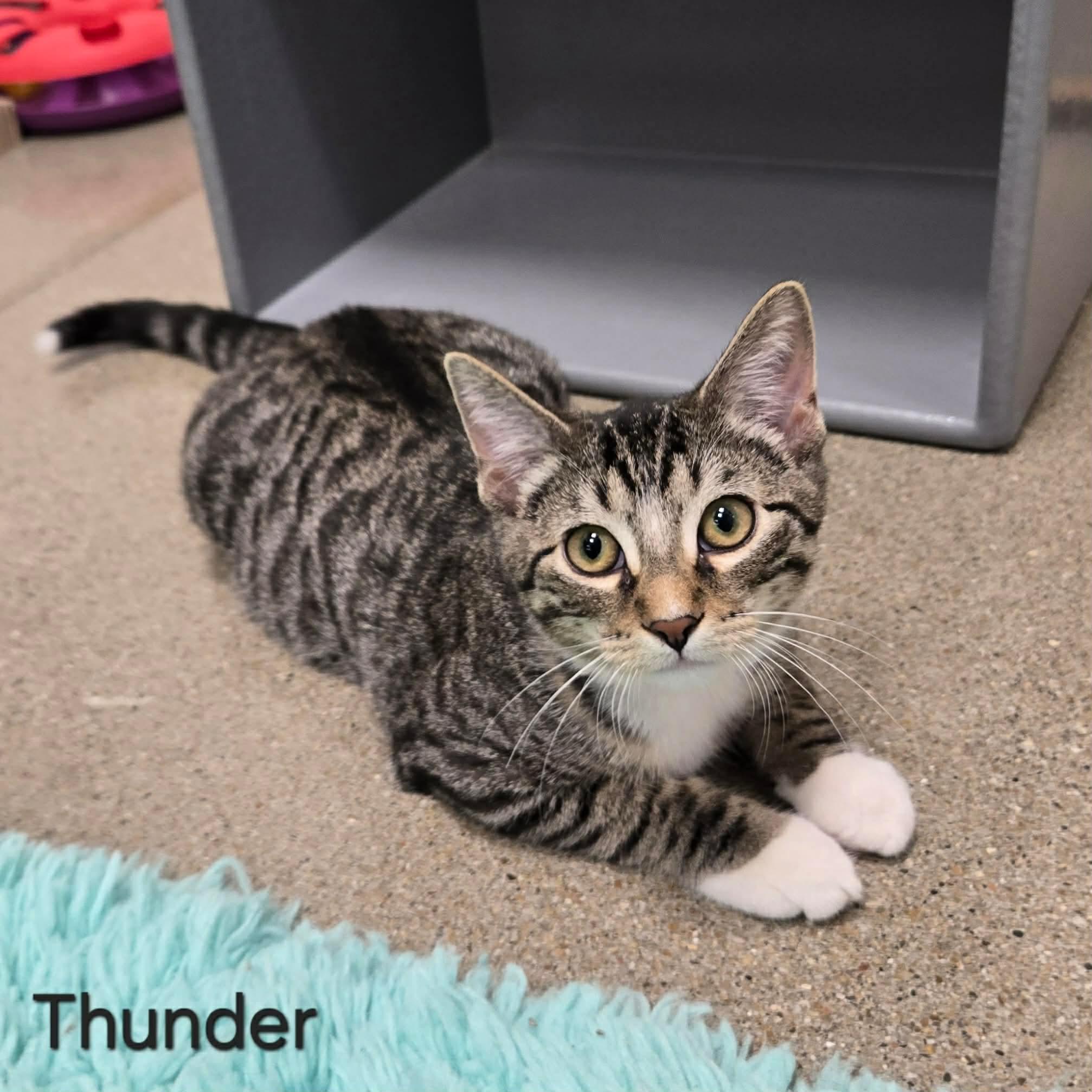 Thunder, ADOPTABLE, Kitten Male Domestic Short Hair.