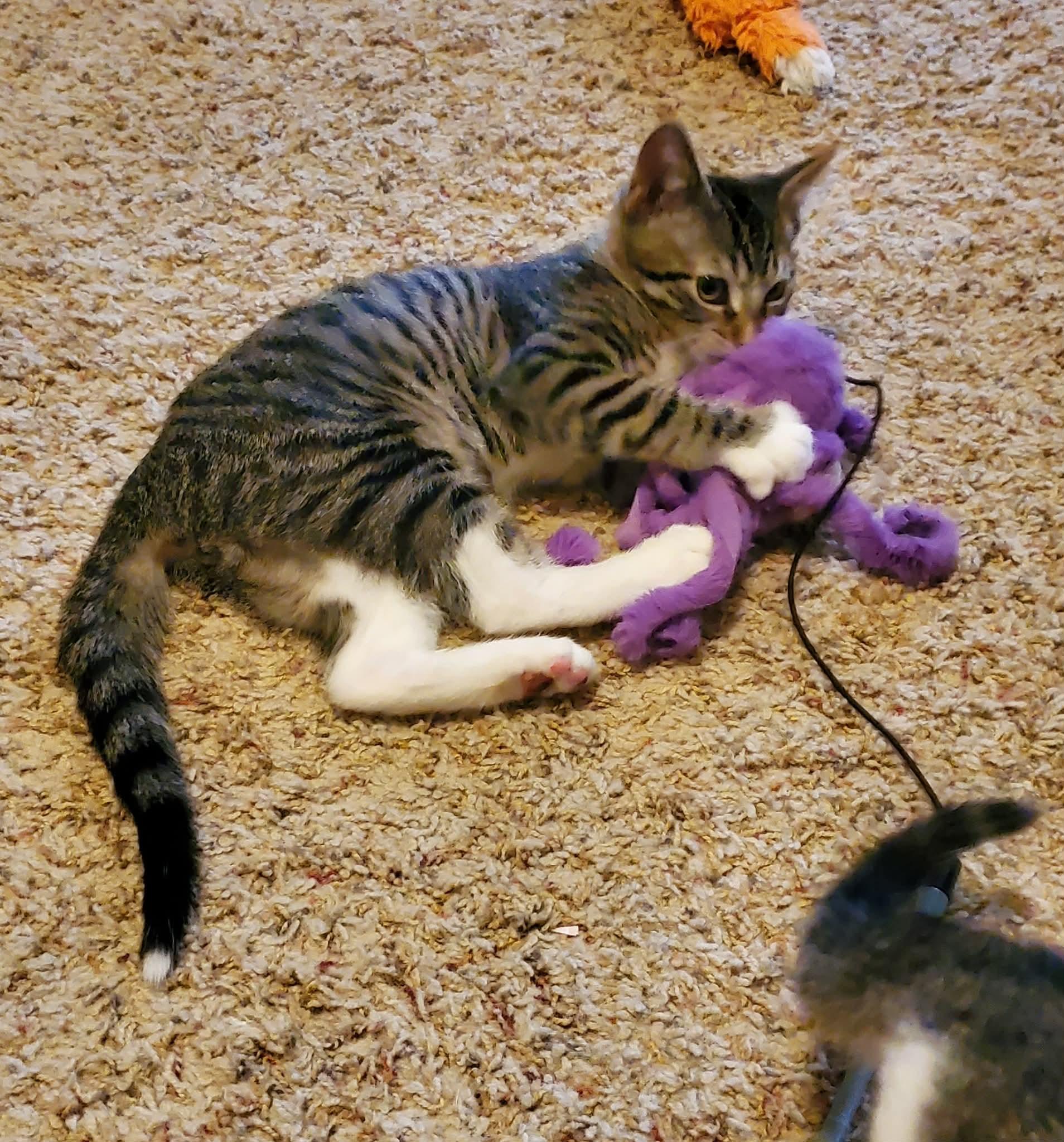 Thunder, a ADOPTABLE Domestic Short Hair in Sedalia, MO image 5/6