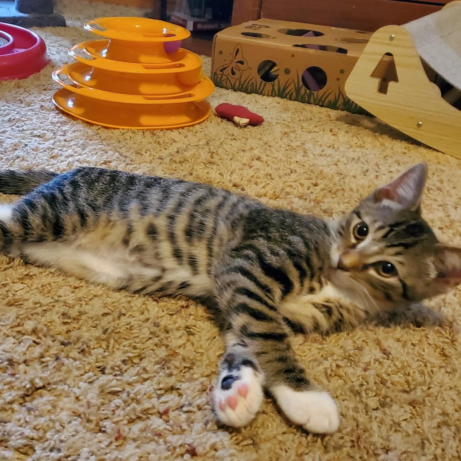 Thunder, a ADOPTABLE Domestic Short Hair in Sedalia, MO image 6/6