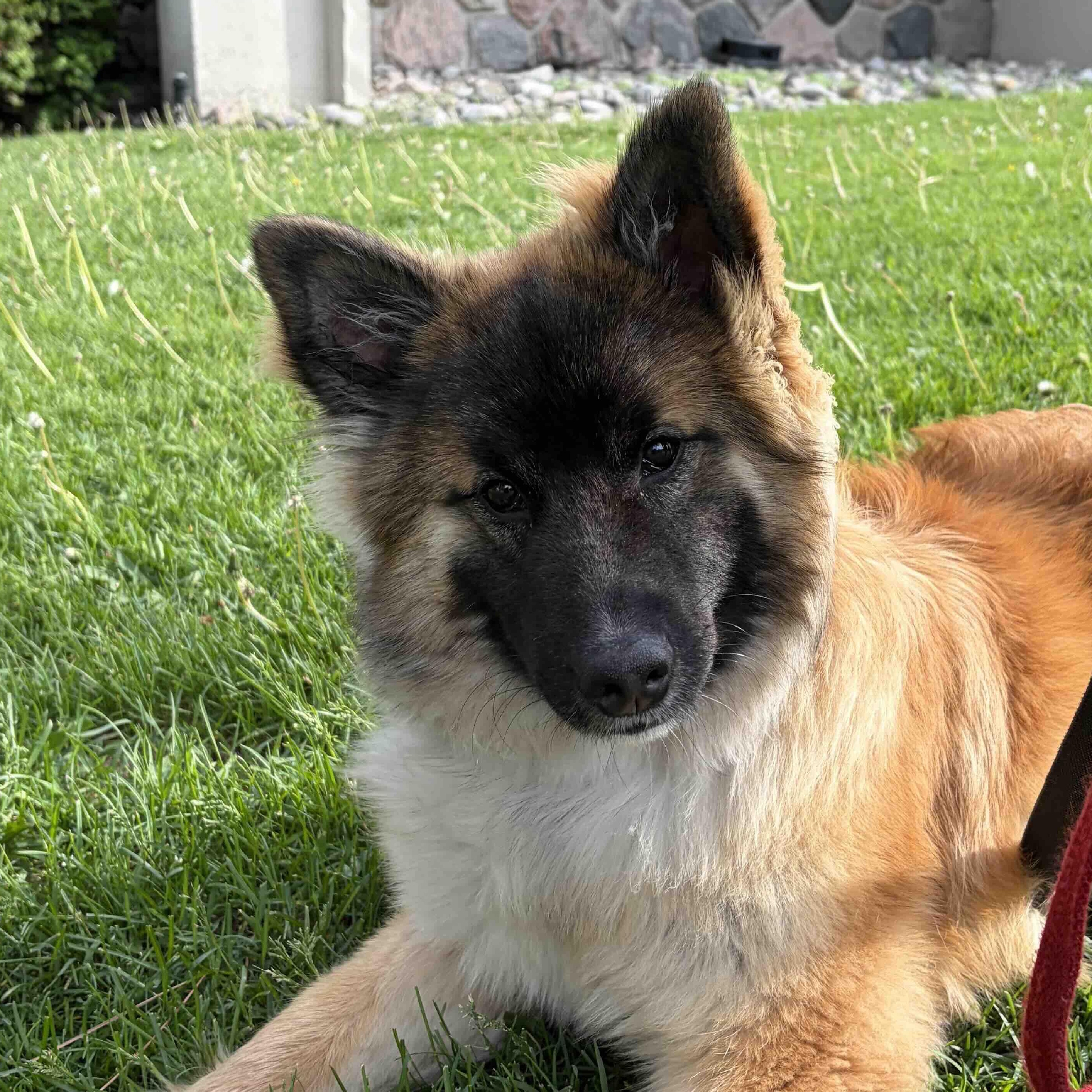 Cookie, an adopted mixed breed in Oakville, ON image 1/6