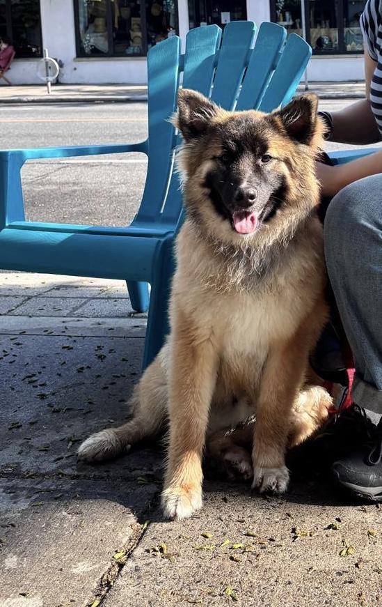Cookie, an adopted mixed breed in Oakville, ON image 3/6