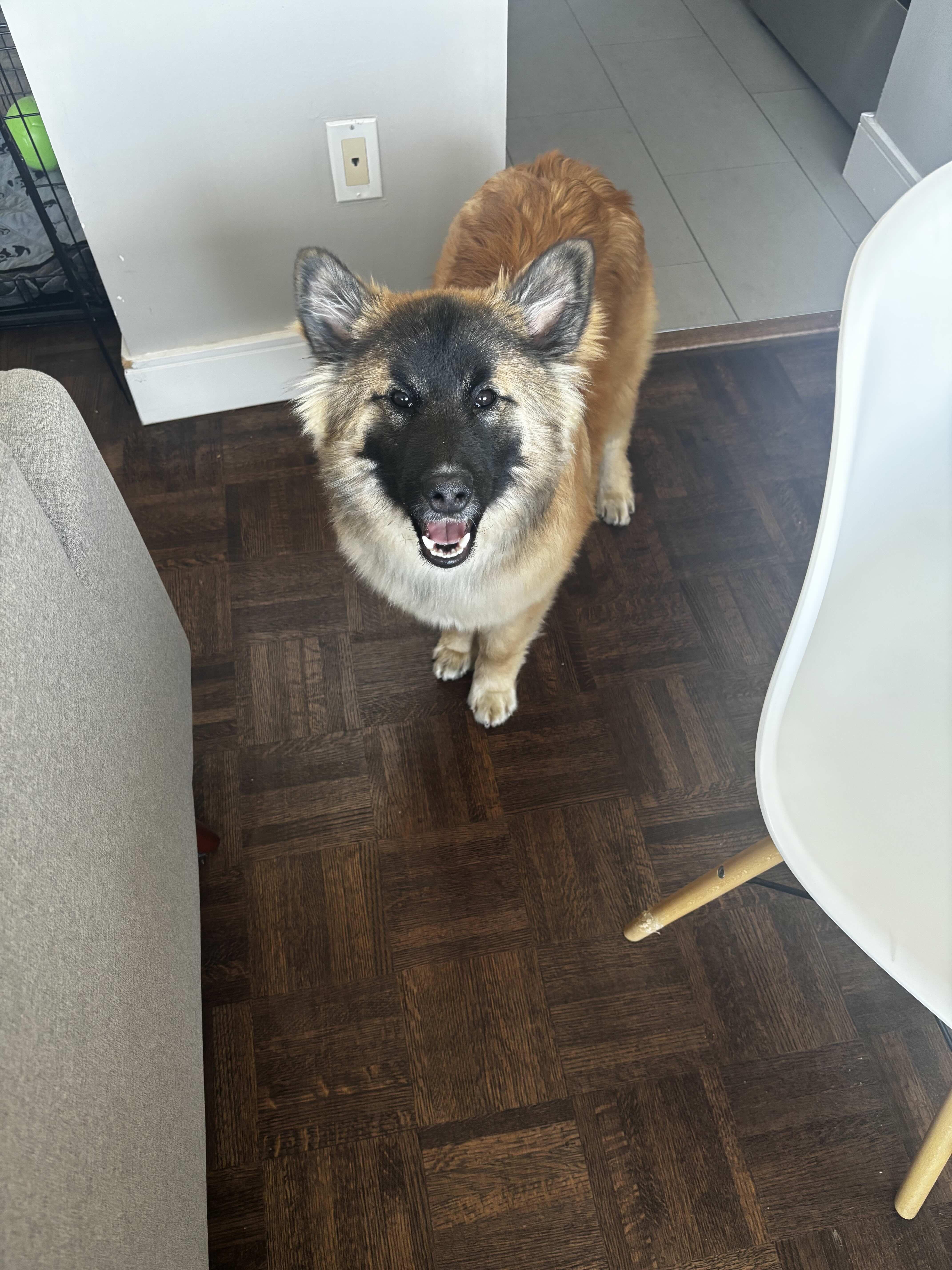 Cookie, an adopted mixed breed in Oakville, ON image 6/6
