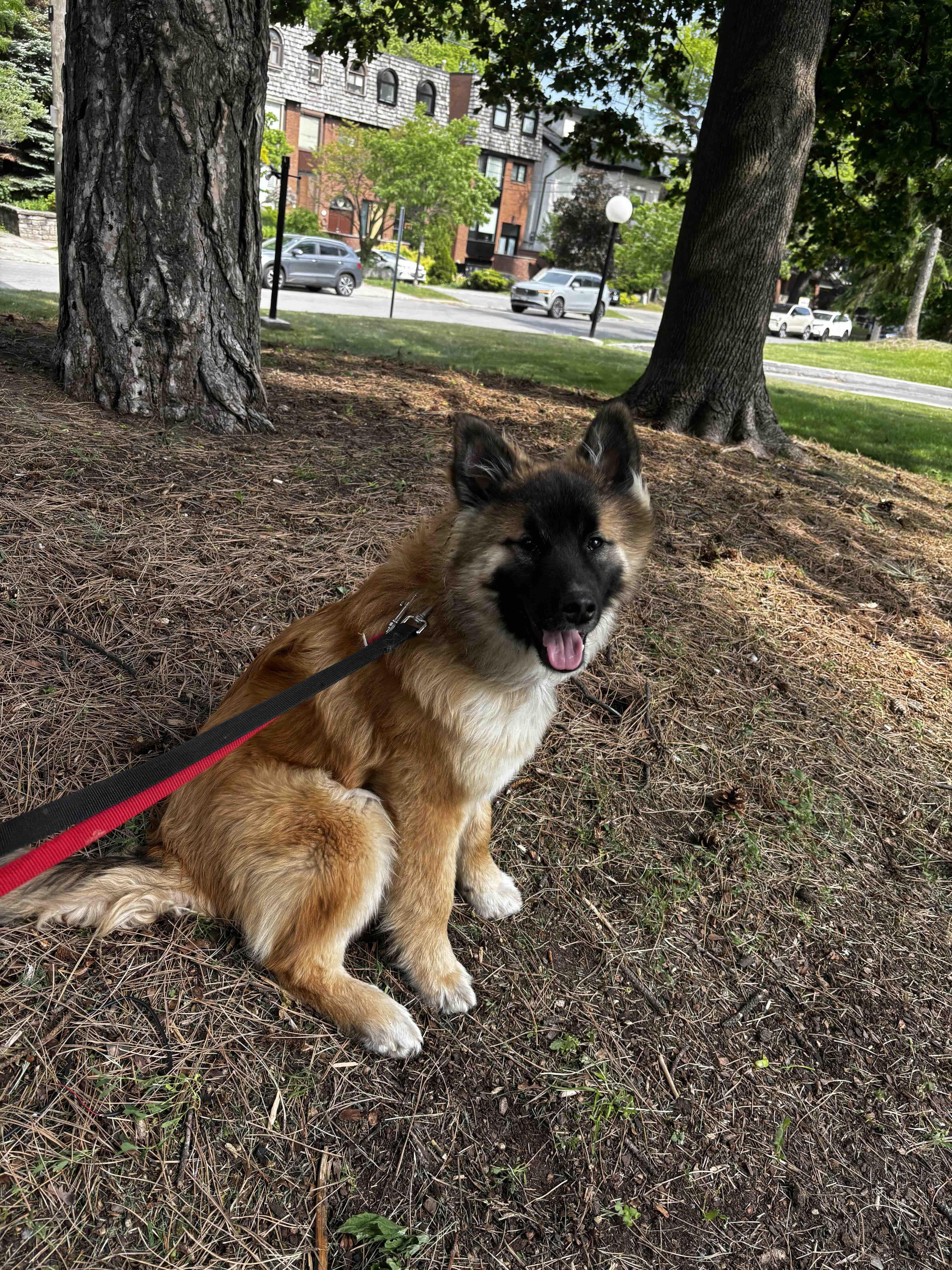 Cookie, an adopted mixed breed in Oakville, ON image 5/6