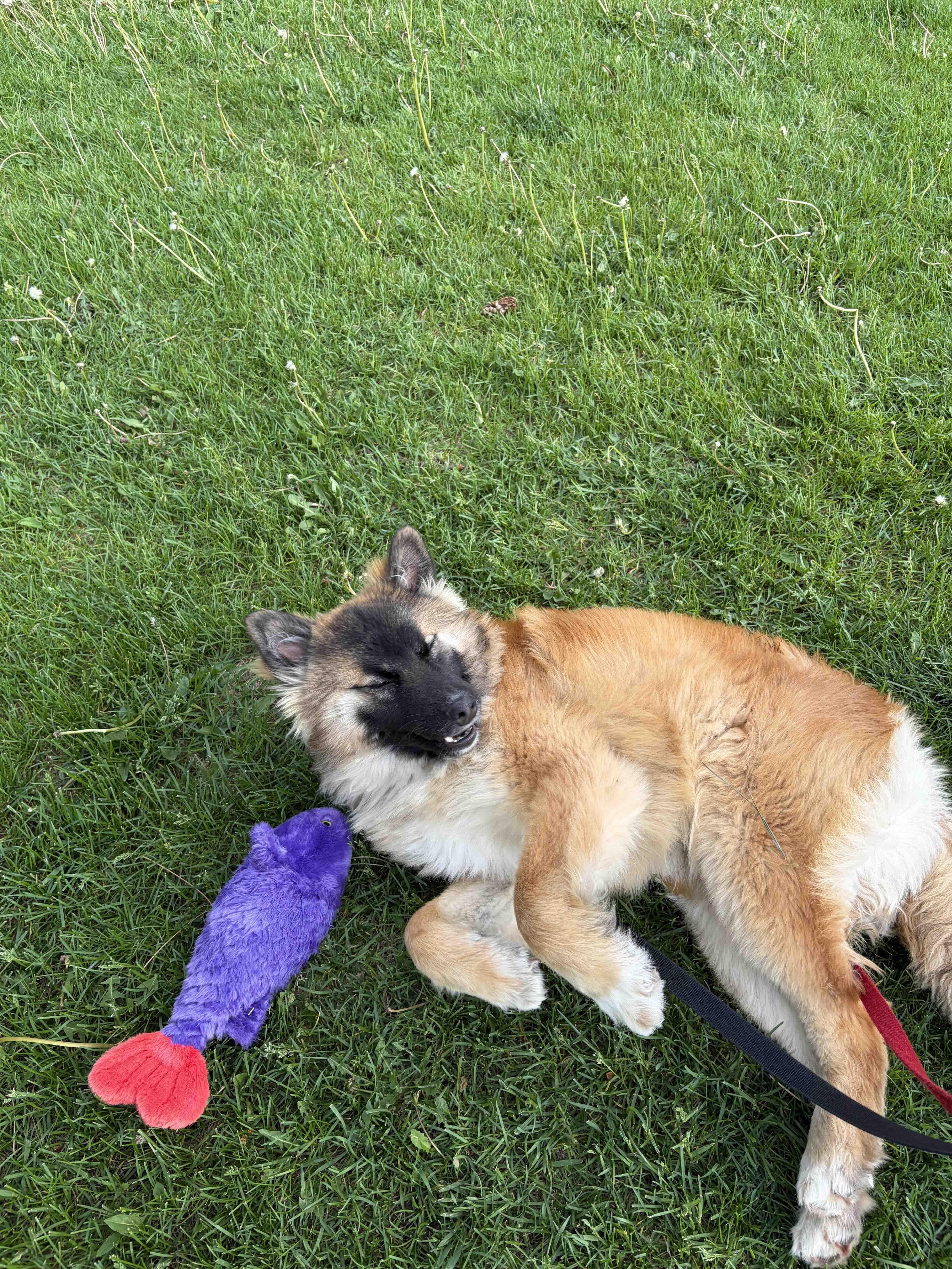 Cookie, an adopted mixed breed in Oakville, ON image 2/6