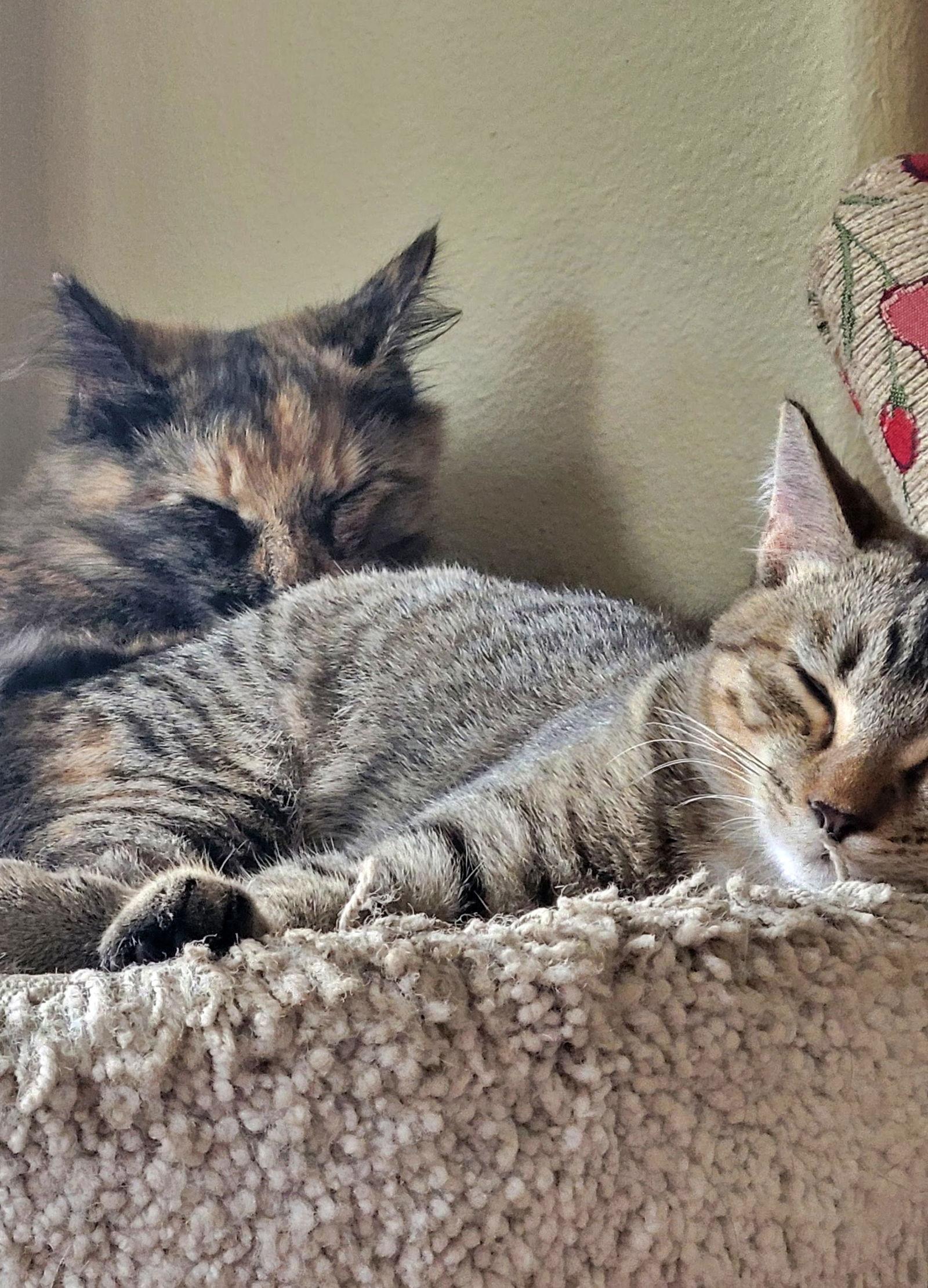 Meadow & Maureen #1711 Offered by Owner - Sisters, Adoptable, Young Female Tortoiseshell & Tabby.