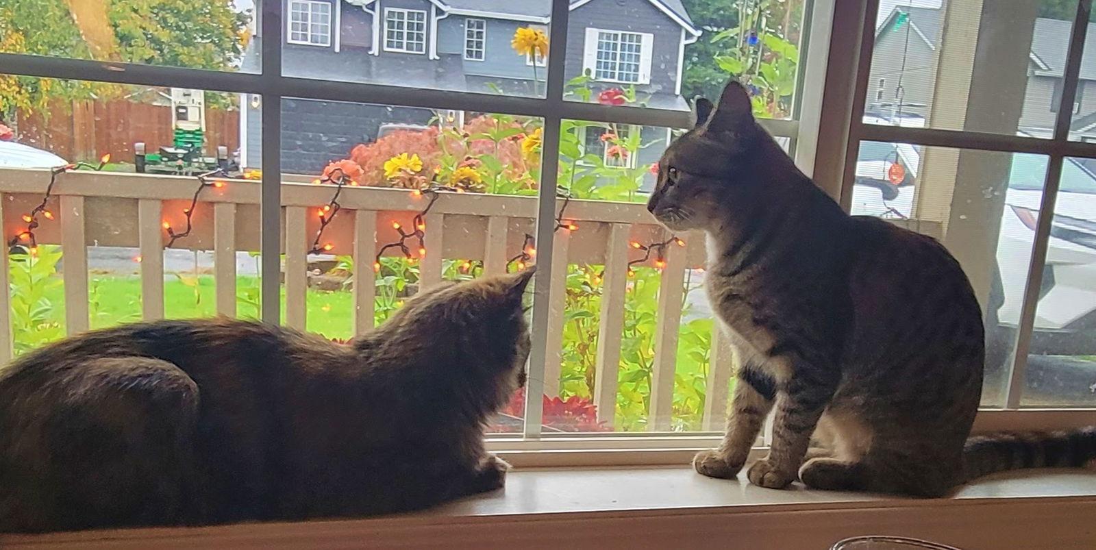 Meadow & Maureen #1711 Offered by Owner - Sisters, Adoptable, Young Female Tortoiseshell & Tabby.