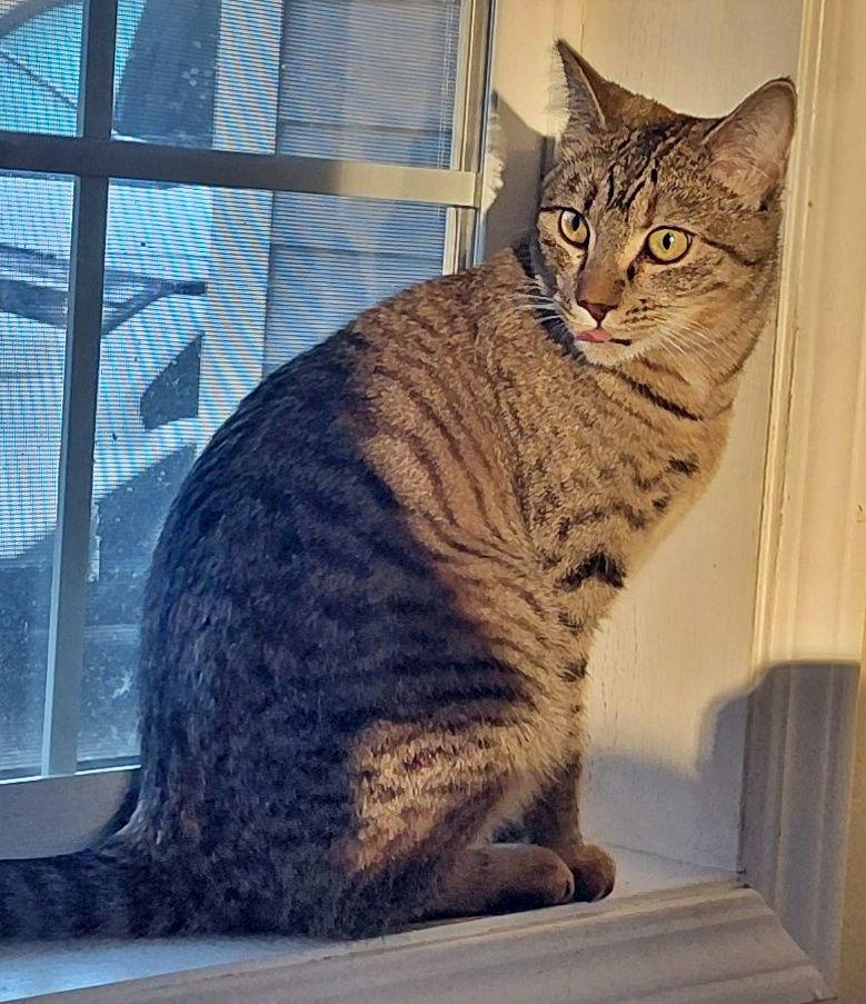 Enlarge Meadow & Maureen #1711 Offered by Owner - Sisters, a Adoptable mixed breed in Hillsboro, OR image 2/3