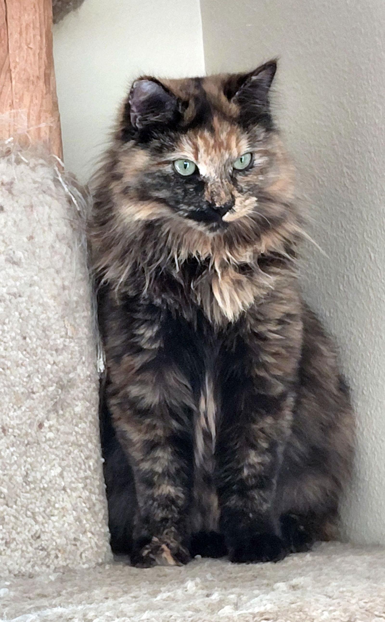 Enlarge Meadow & Maureen #1711 Offered by Owner - Sisters, a Adoptable mixed breed in Hillsboro, OR image 3/3