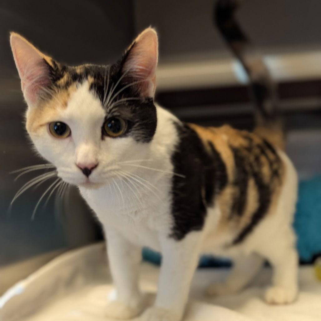 Chai, Adopted, Young Female Domestic Short Hair.