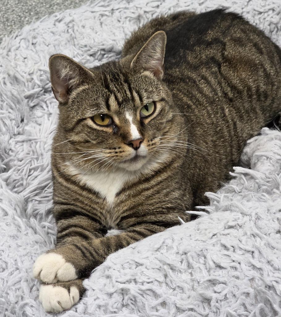 Butternut, Adoptable, Adult Male Domestic Short Hair.