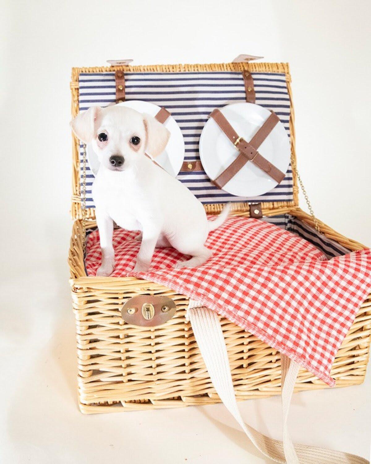 Enlarge Scout, a Adoptable mixed breed in Coachella, CA image 1/1