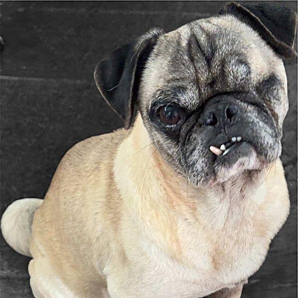 Huxley, Adoptable, Adult Male Pug.