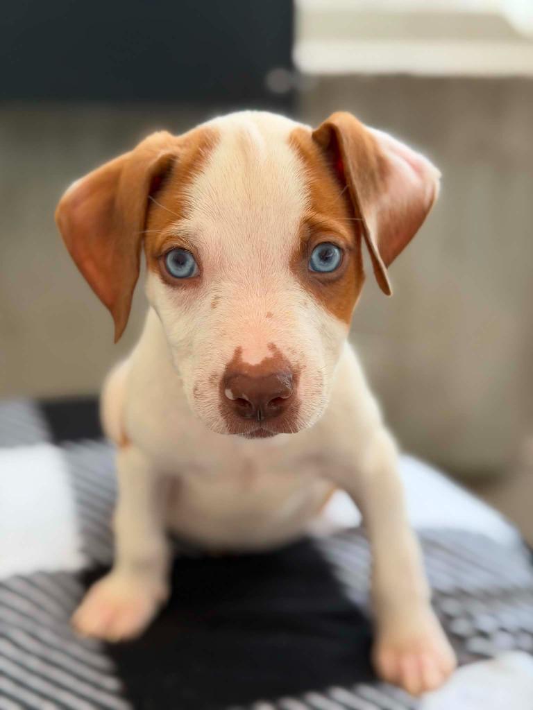 Enlarge Cars Litter - Lightning McQueen, a Adoptable mixed breed in Savage, MN image 1/4