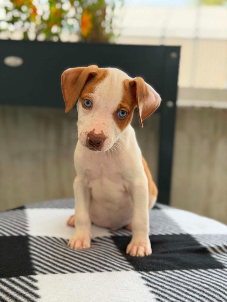 Enlarge Cars Litter - Lightning McQueen, a Adoptable mixed breed in Savage, MN image 2/4