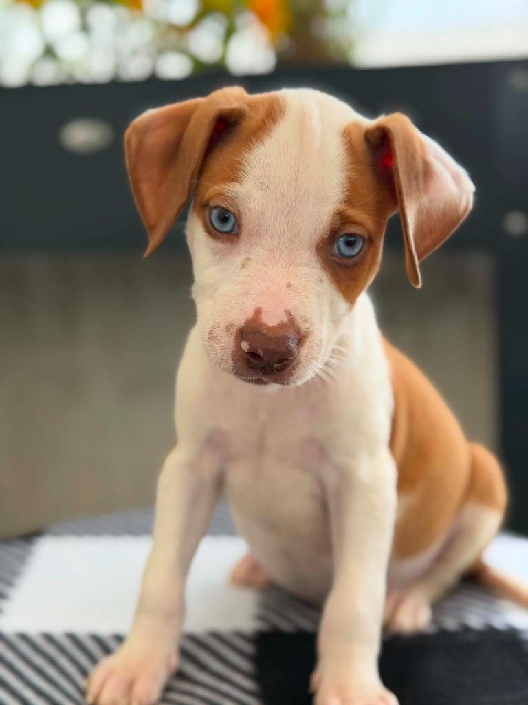 Enlarge Cars Litter - Lightning McQueen, a Adoptable mixed breed in Savage, MN image 3/4