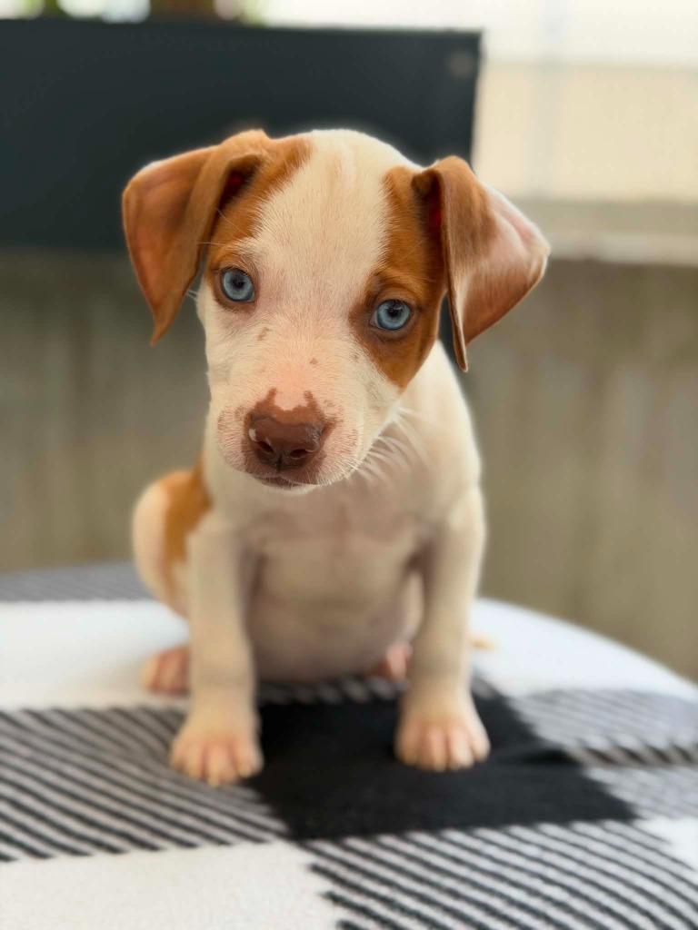 Enlarge Cars Litter - Lightning McQueen, a Adoptable mixed breed in Savage, MN image 4/4