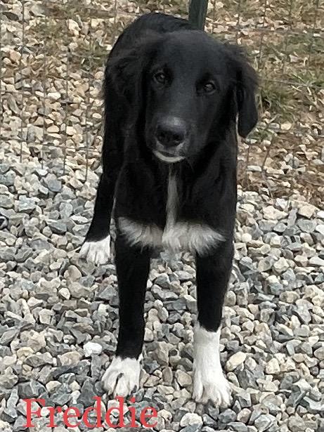 Scooby  Shaggy  thumbnail 4