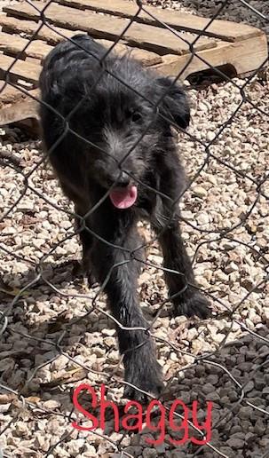 Scooby  Shaggy  thumbnail 3