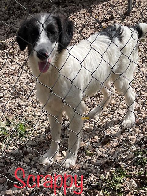 Scooby  Shaggy  thumbnail 5