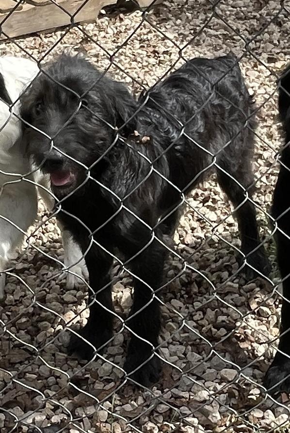 Scooby  Shaggy  thumbnail 6