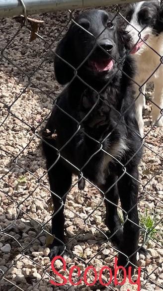 Scooby  Shaggy  thumbnail 2