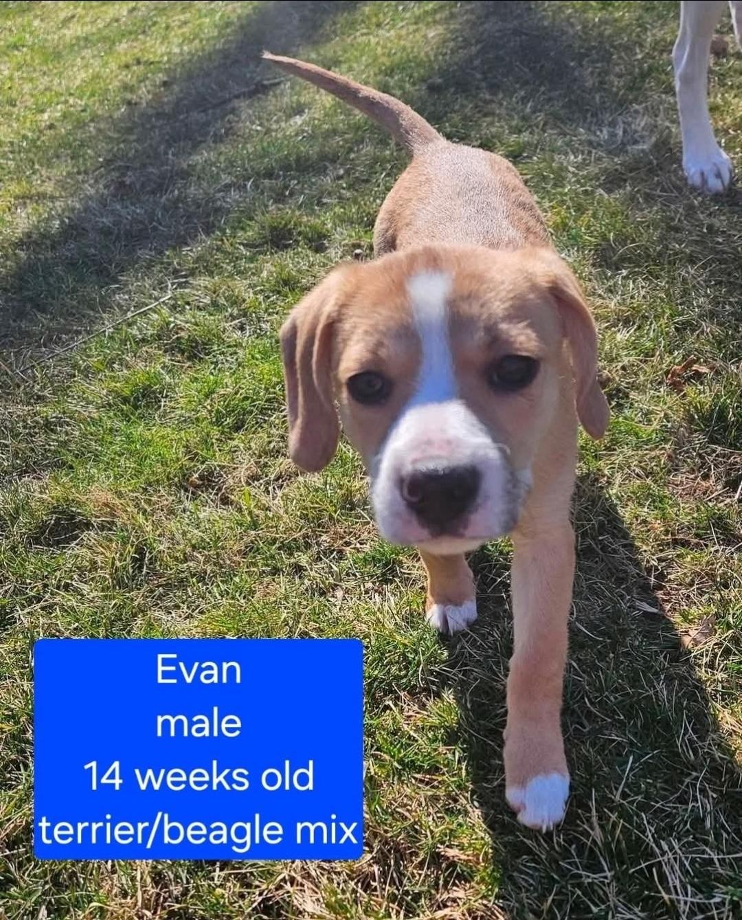 Enlarge Evan, a ADOPTABLE mixed breed in Ross, OH image 1/1