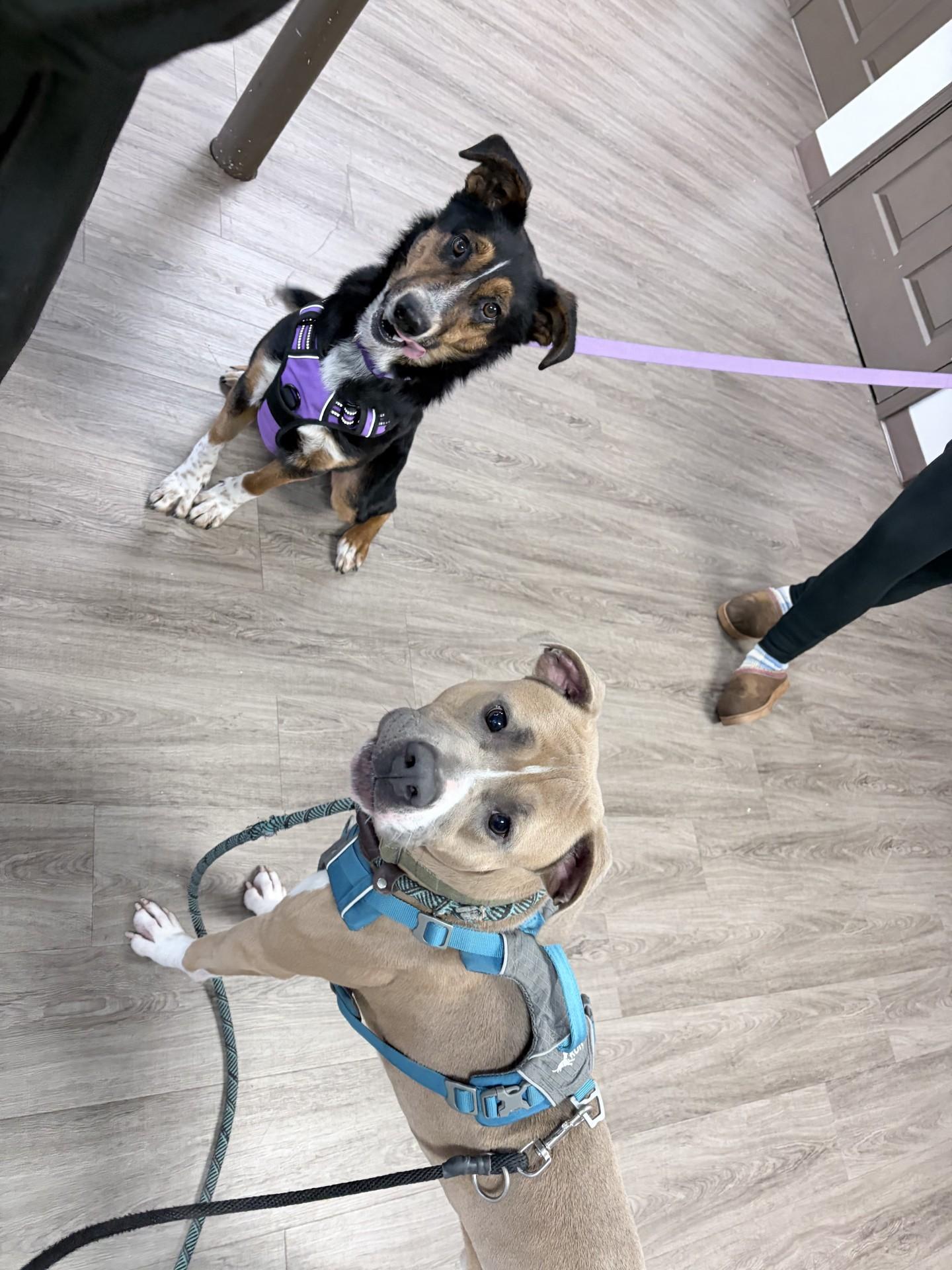 Pete, Adoptable, Young Male American Staffordshire Terrier.