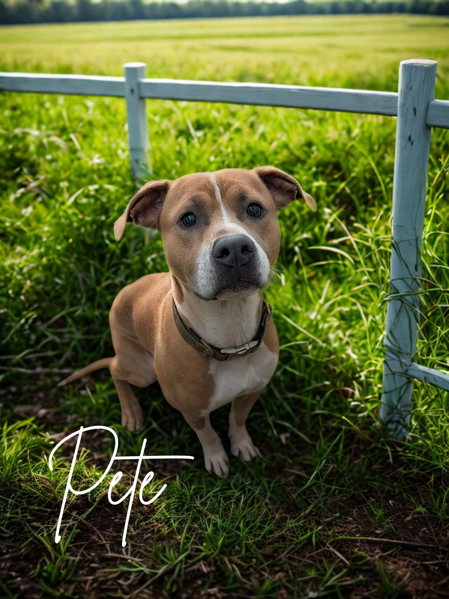 Pete, Adoptable, Young Male American Staffordshire Terrier.