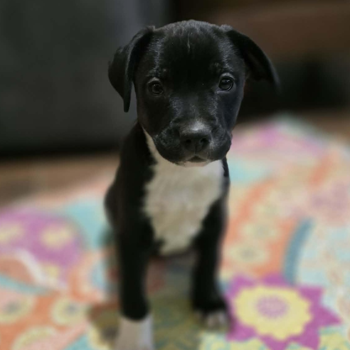 Enlarge Windo, a Adoptable mixed breed in Franklin, MA image 1/5