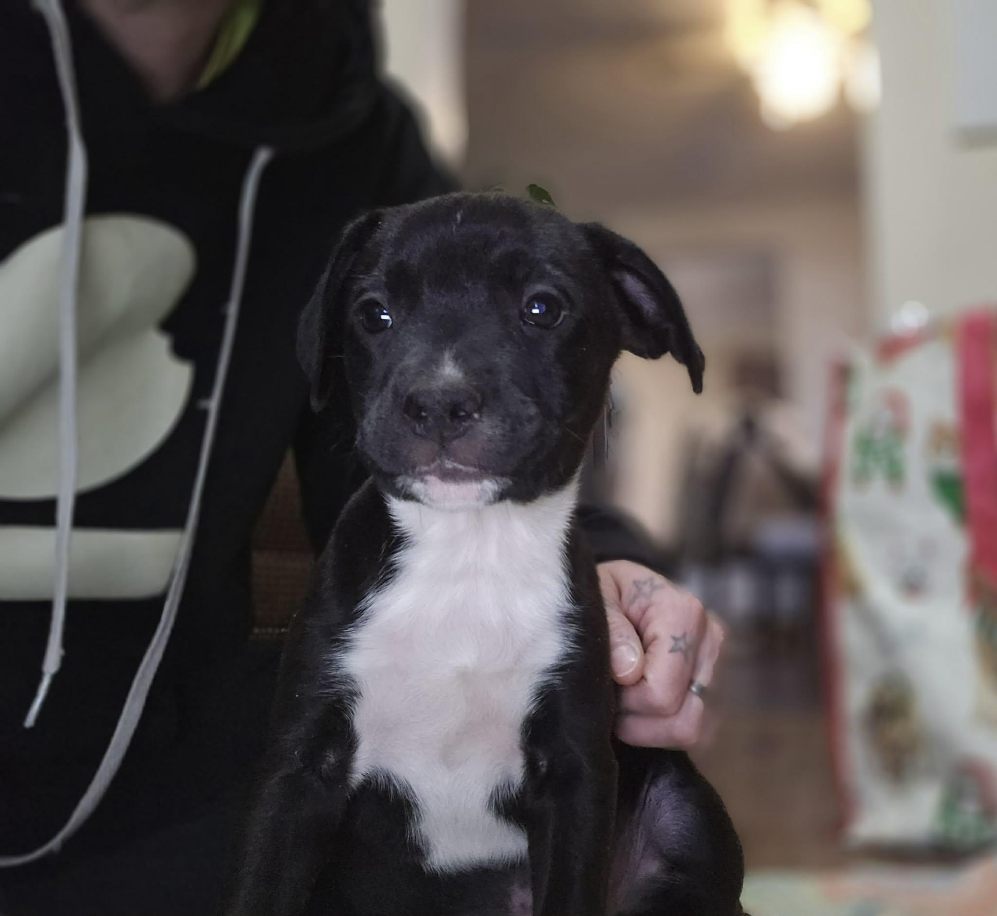 Enlarge Windo, a Adoptable mixed breed in Franklin, MA image 4/5