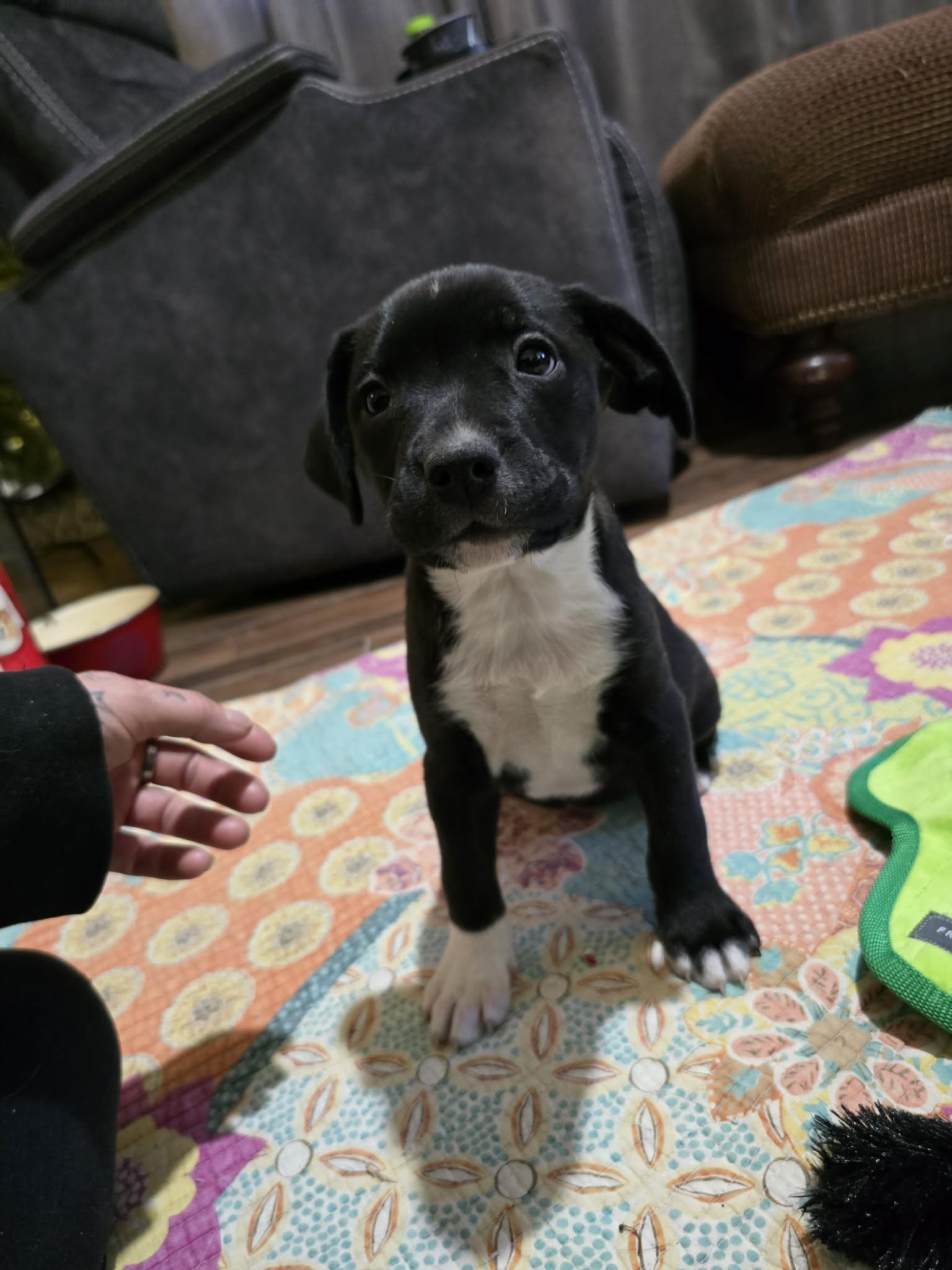 Enlarge Windo, a Adoptable mixed breed in Franklin, MA image 2/5