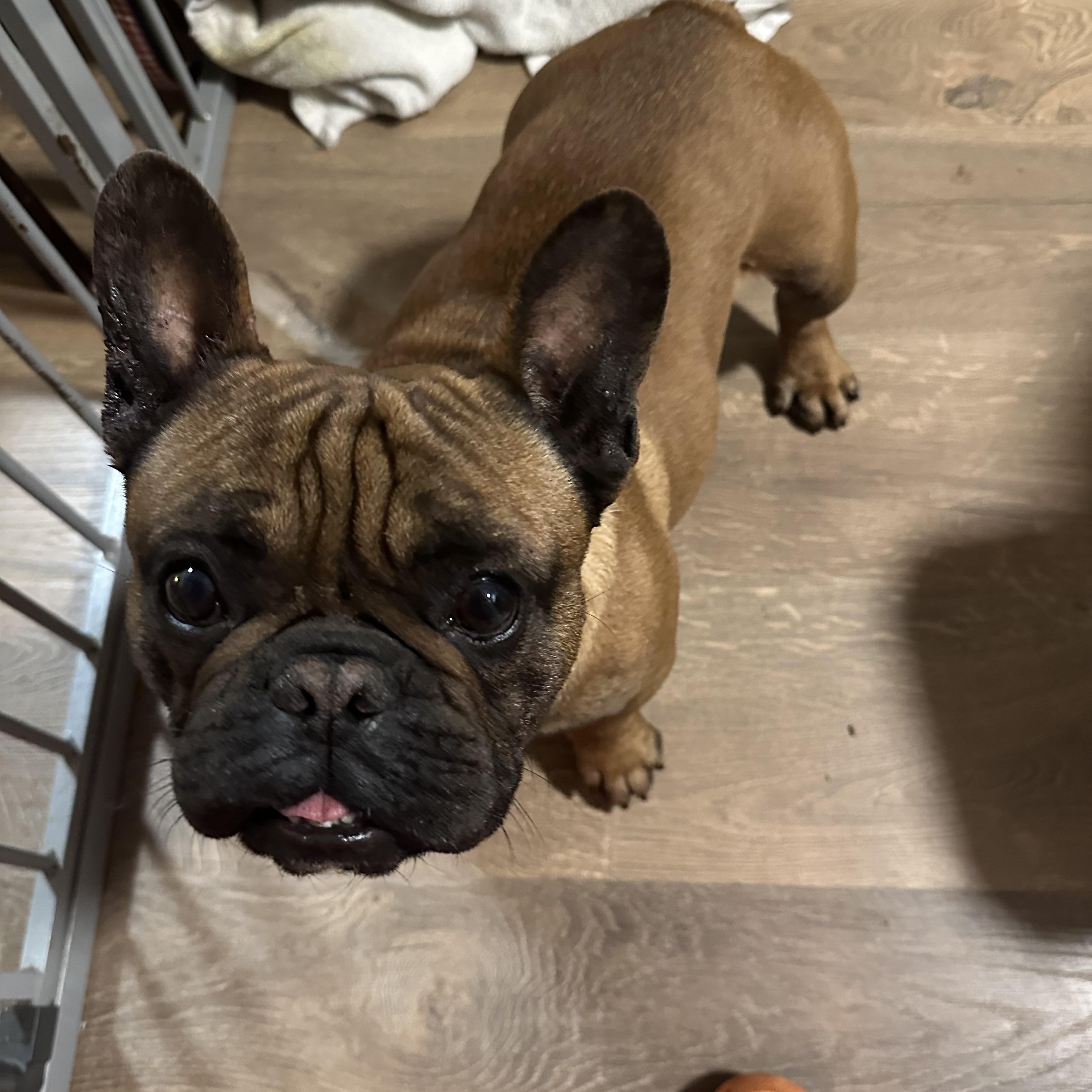 Enlarge Buddah, an adopted French Bulldog in modesto, CA image 1/1