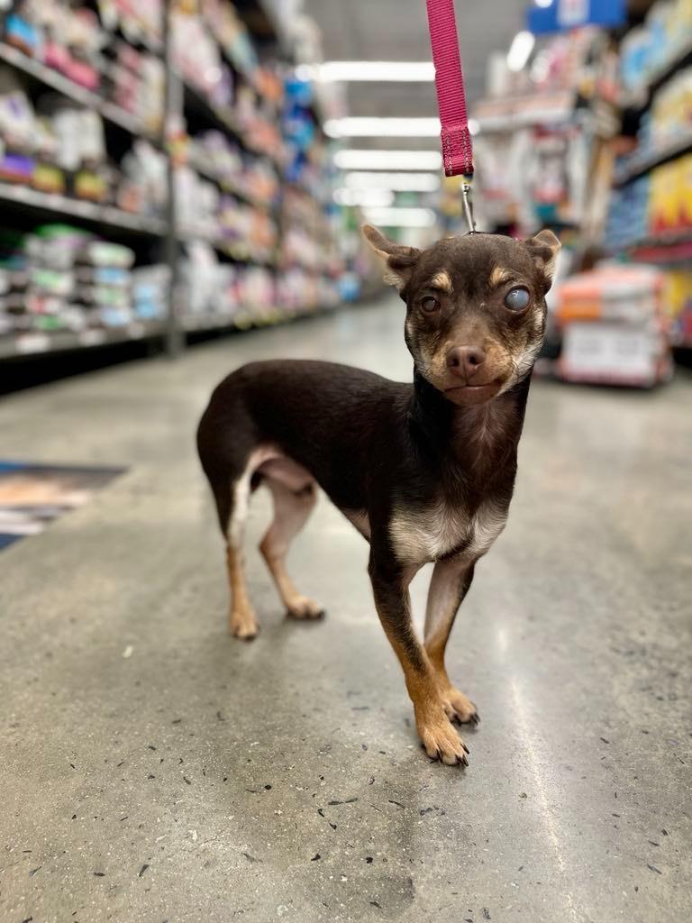 Snack, Adoptable, Young Male Chihuahua.