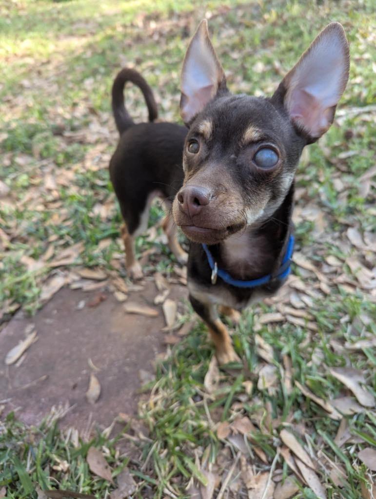Enlarge Snack, a Adoptable Chihuahua in Macon, GA image 2/6
