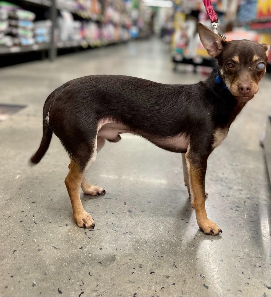 Enlarge Snack, a Adoptable Chihuahua in Macon, GA image 3/6
