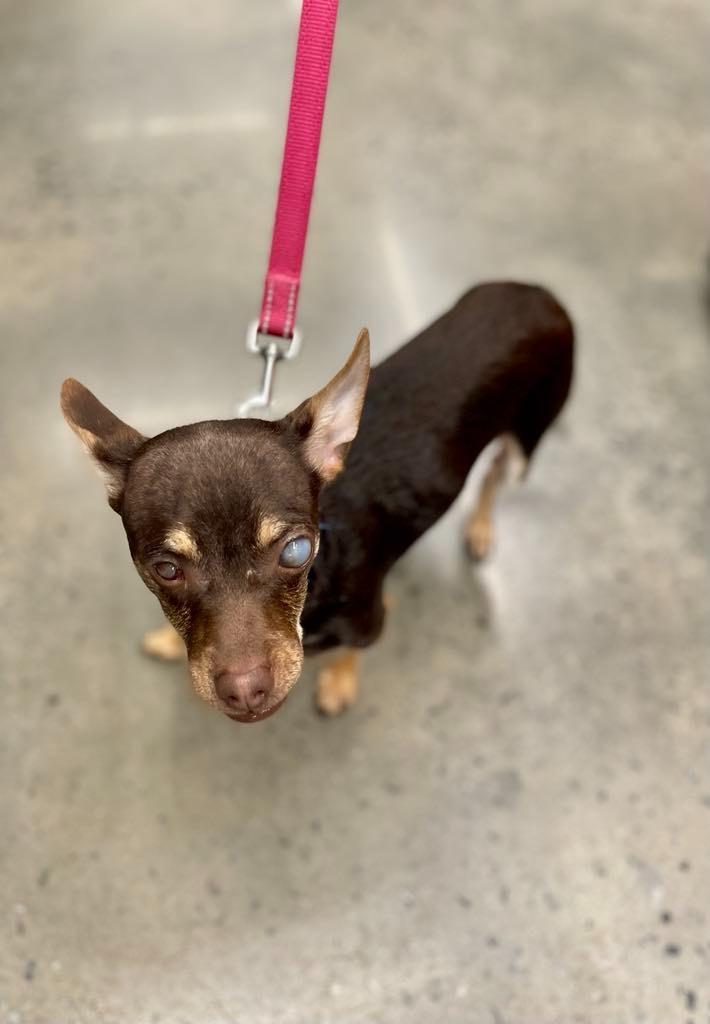 Enlarge Snack, a Adoptable Chihuahua in Macon, GA image 6/6