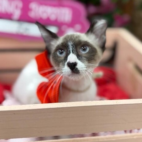 Bandit Boo — thumbnail 2