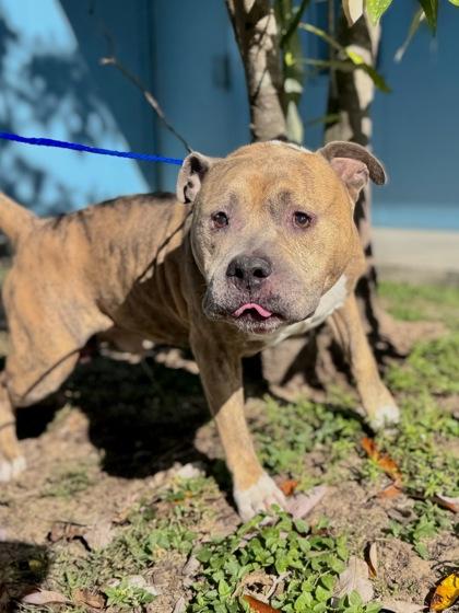 Enlarge Mio, a Adoptable mixed breed in New Orleans, LA image 1/1