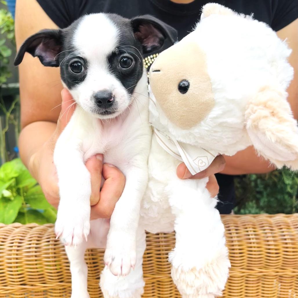 Ace, adopted, Puppy Male Chihuahua & Dachshund.