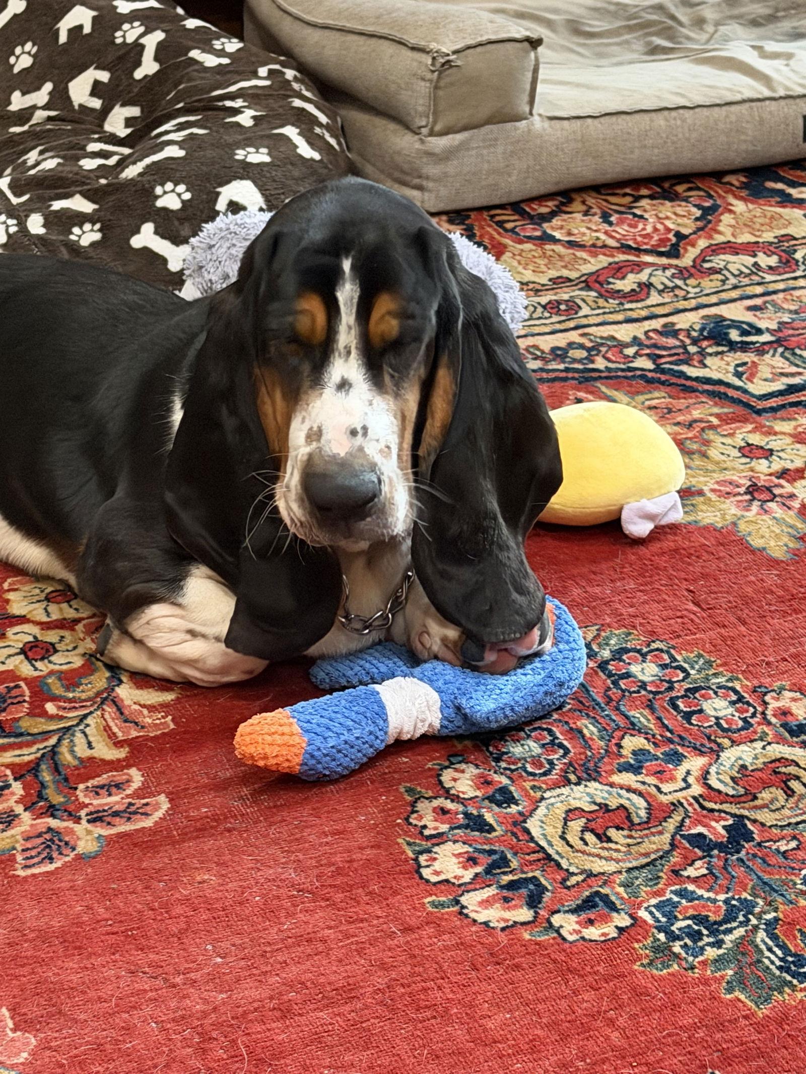 Boudreaux, Adopted, Young Male Basset Hound.
