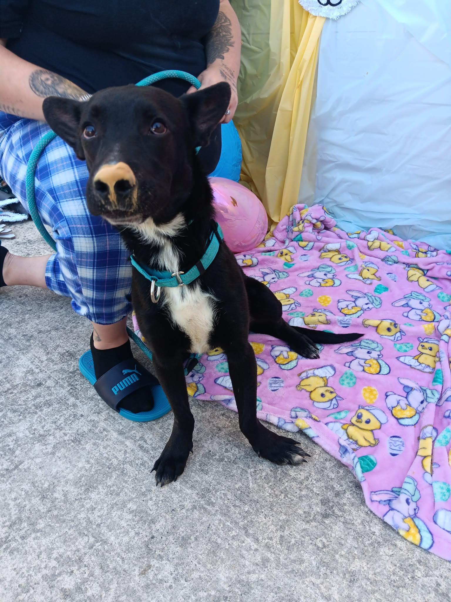 Enlarge Dusty, an adopted mixed breed in Cody, WY image 2/5