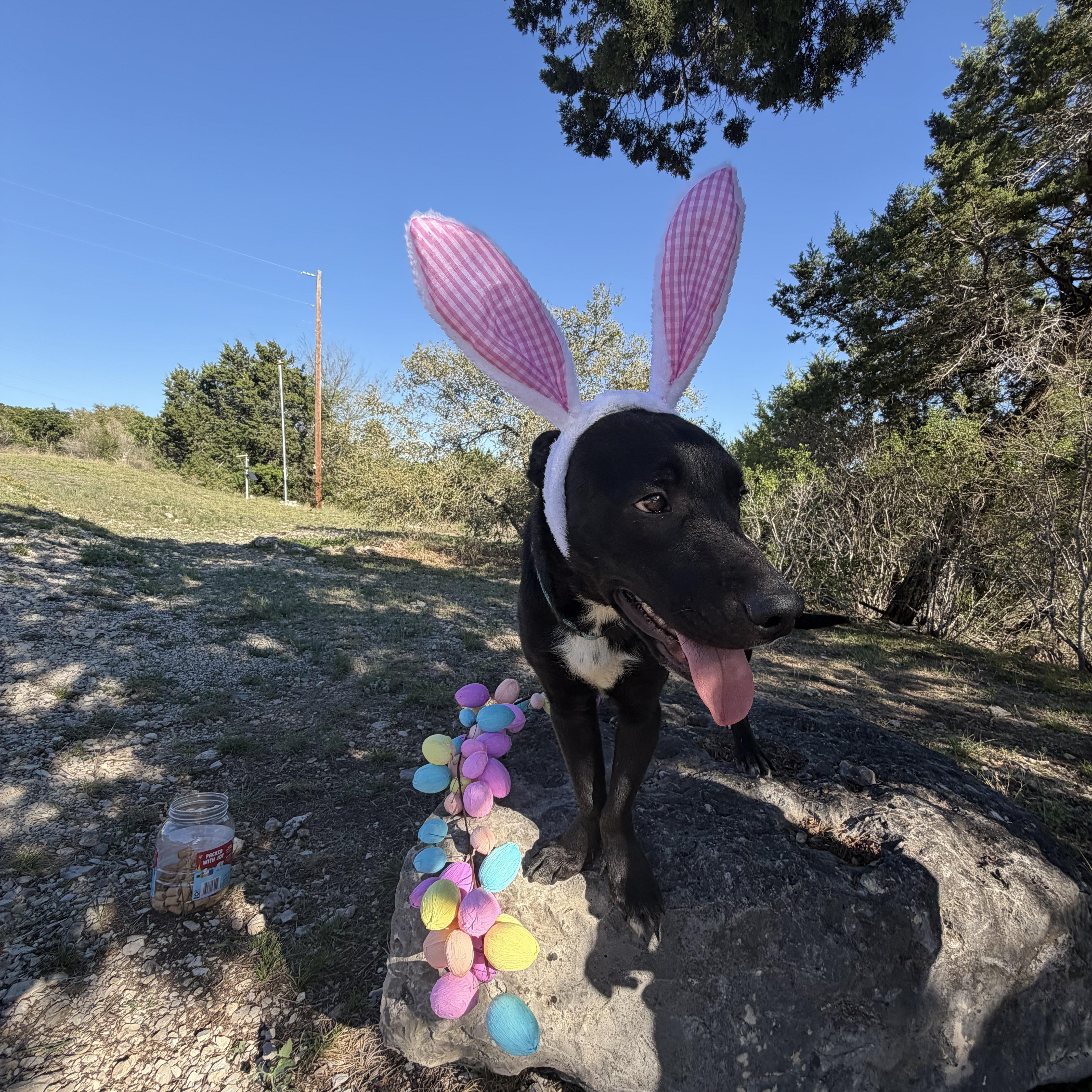Enlarge Dusty, an adopted mixed breed in Cody, WY image 3/5