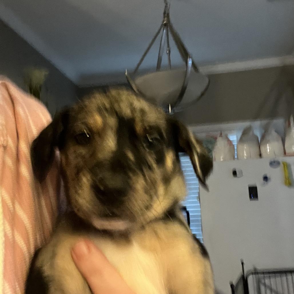 Kelly Green Collar, Adoptable, Puppy Male Mountain Cur & Cattle Dog.