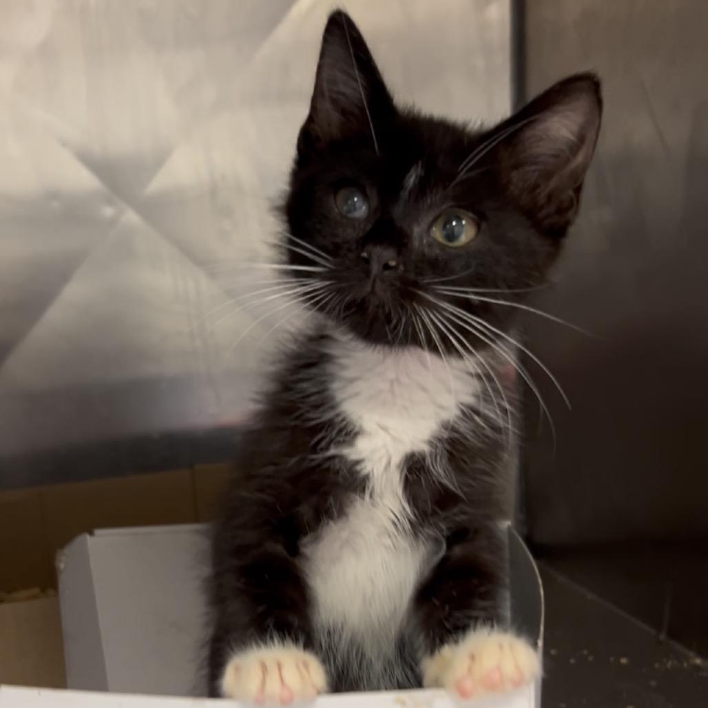 Coop, Adopted, Kitten Male Domestic Medium Hair.