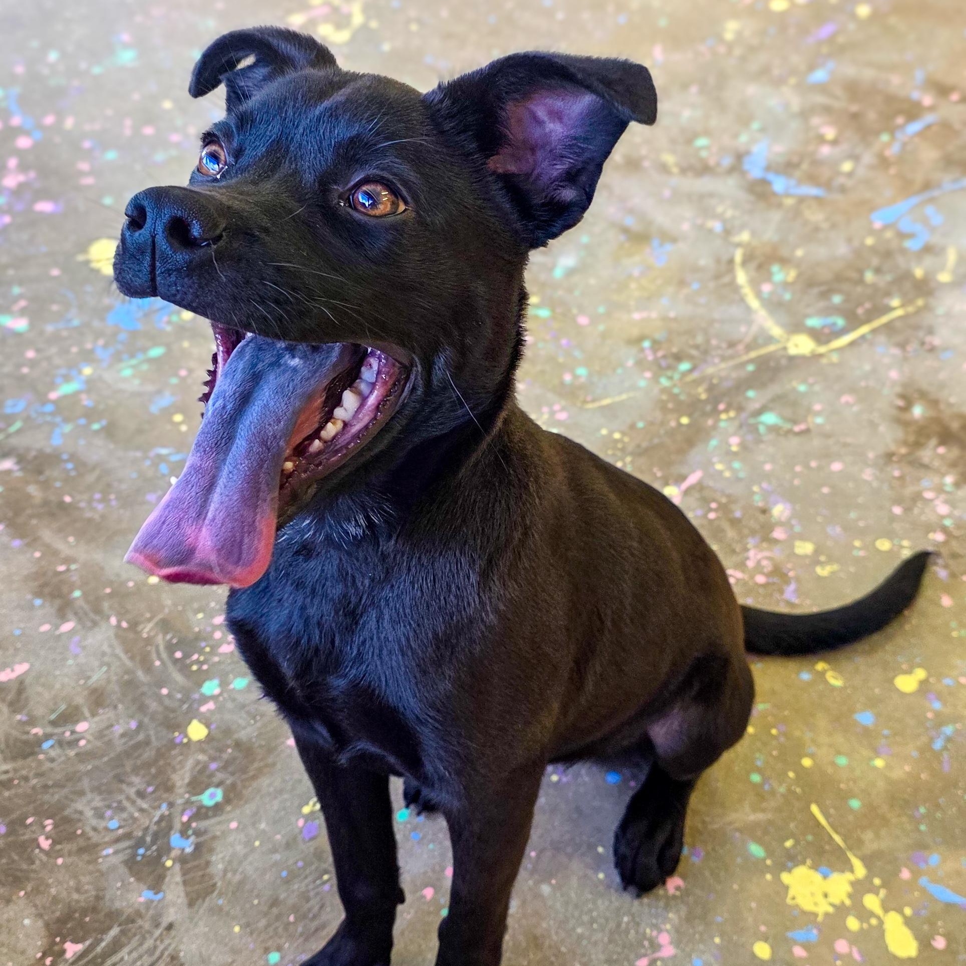Kubota, a Adoptable Pit Bull Terrier in Denver, CO image 2/3