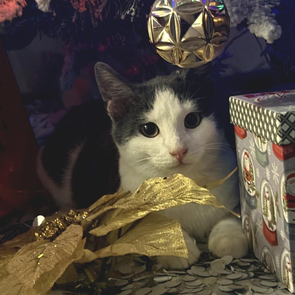 Nico — thumbnail 2