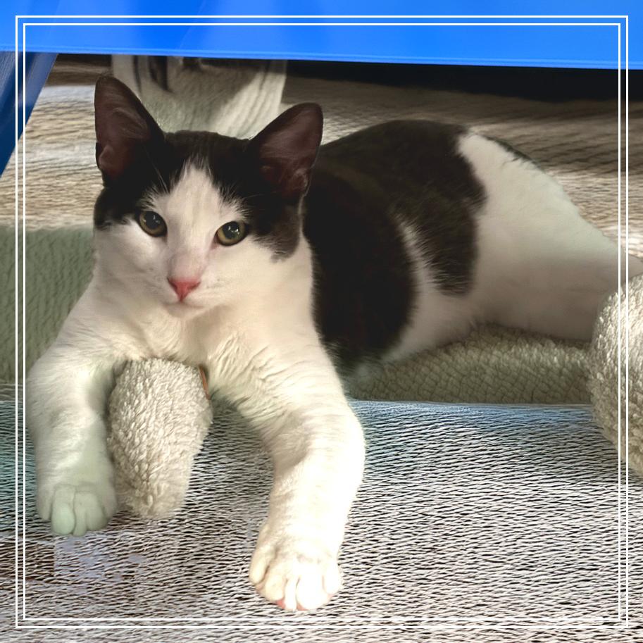 Nico — thumbnail 3