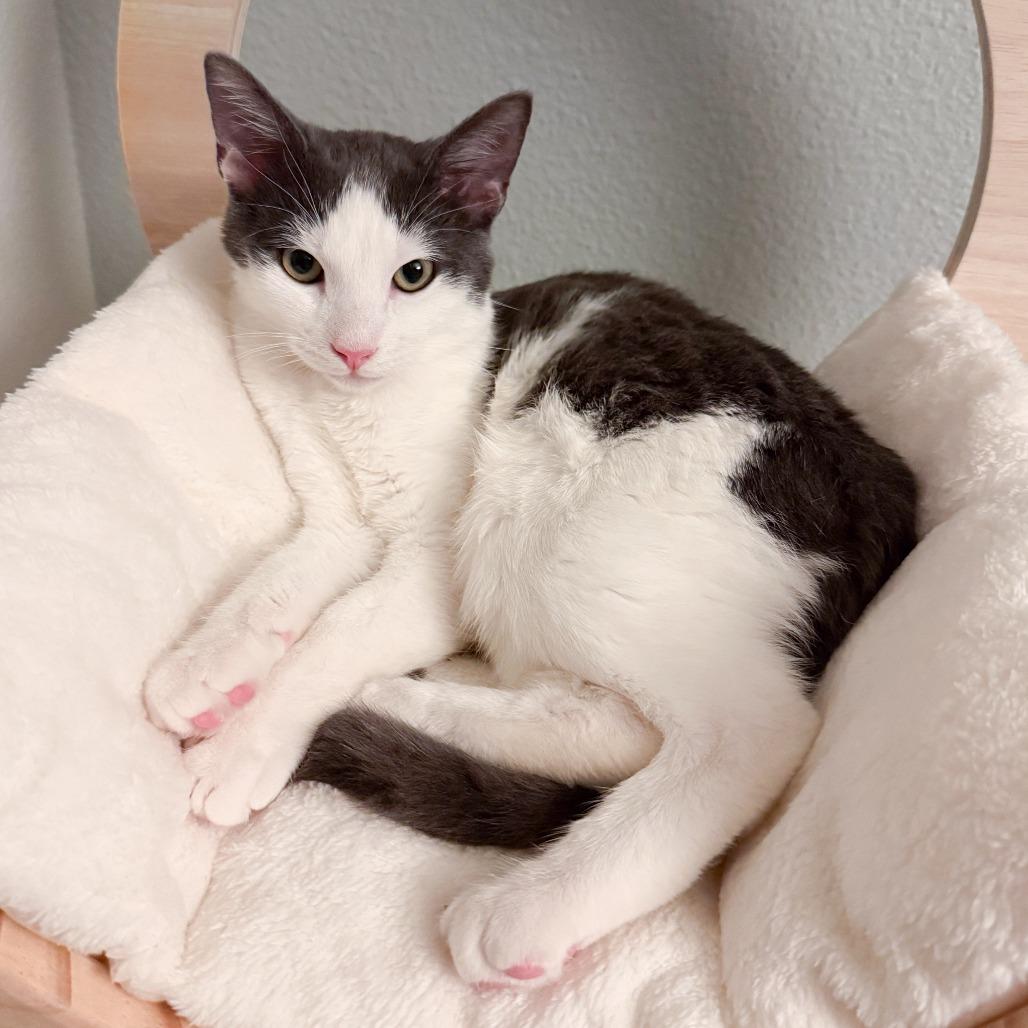 Nico — thumbnail 4