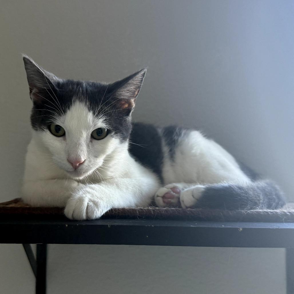 Nico — thumbnail 5