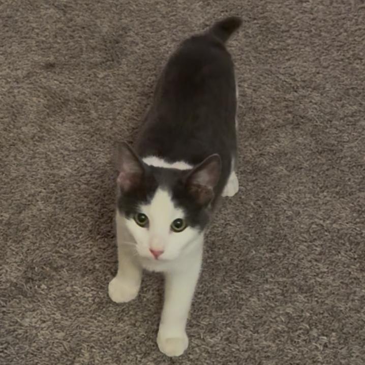 Nico — thumbnail 6